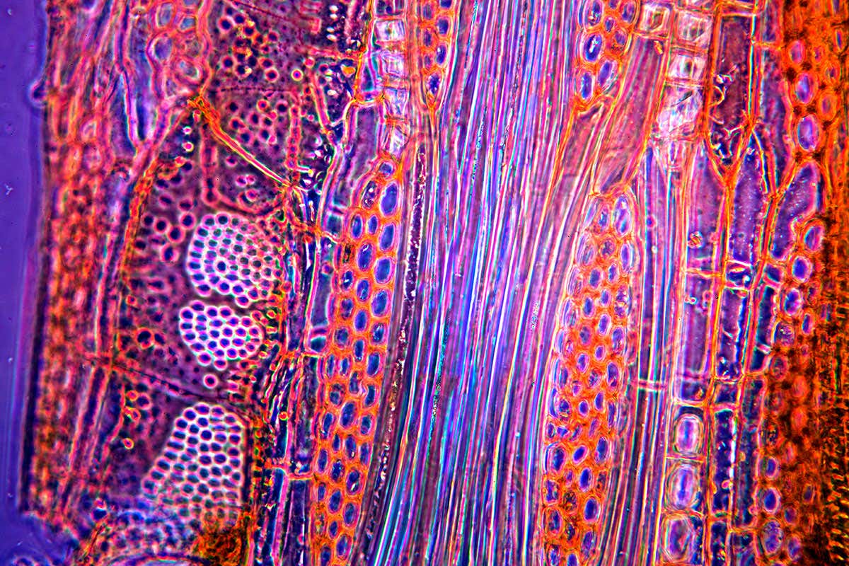 New Scientist. Science news and long reads from expert journalists, covering developments in science, technology, health and the environment on the website and the magazine.