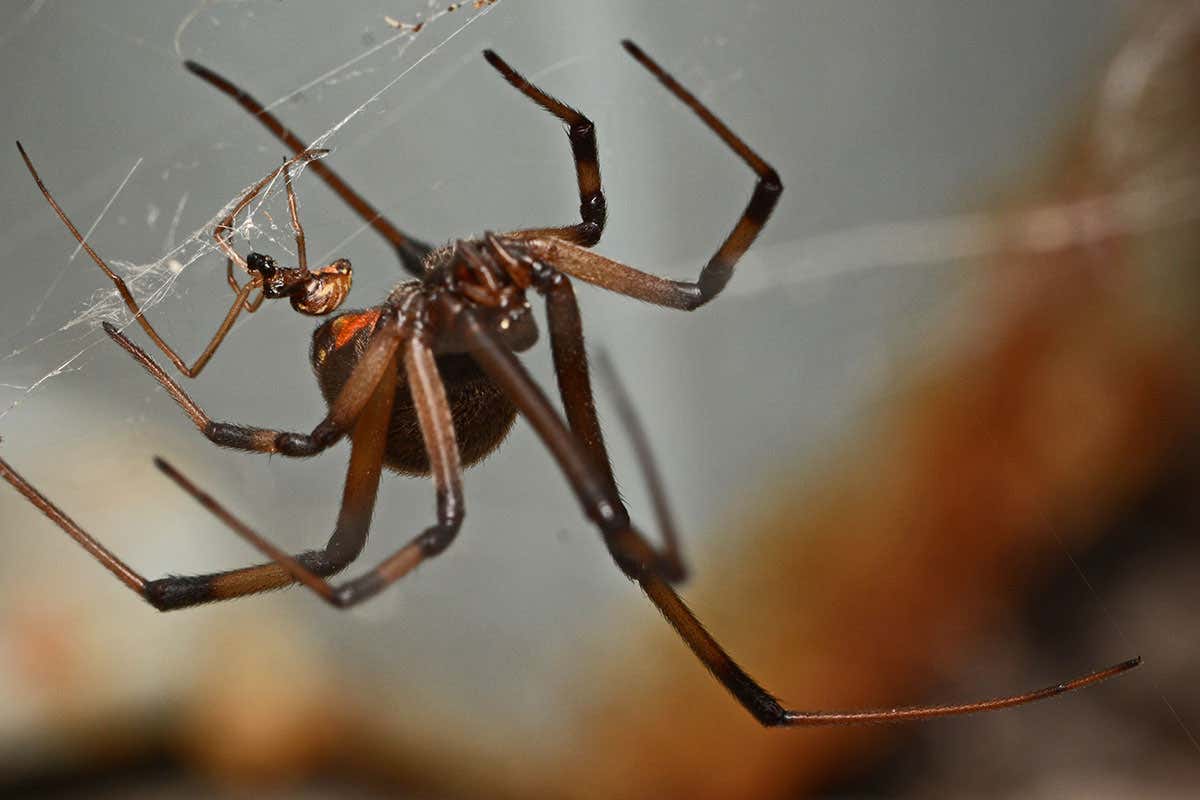 A male and female brown widow (Latrodectus geometricus)