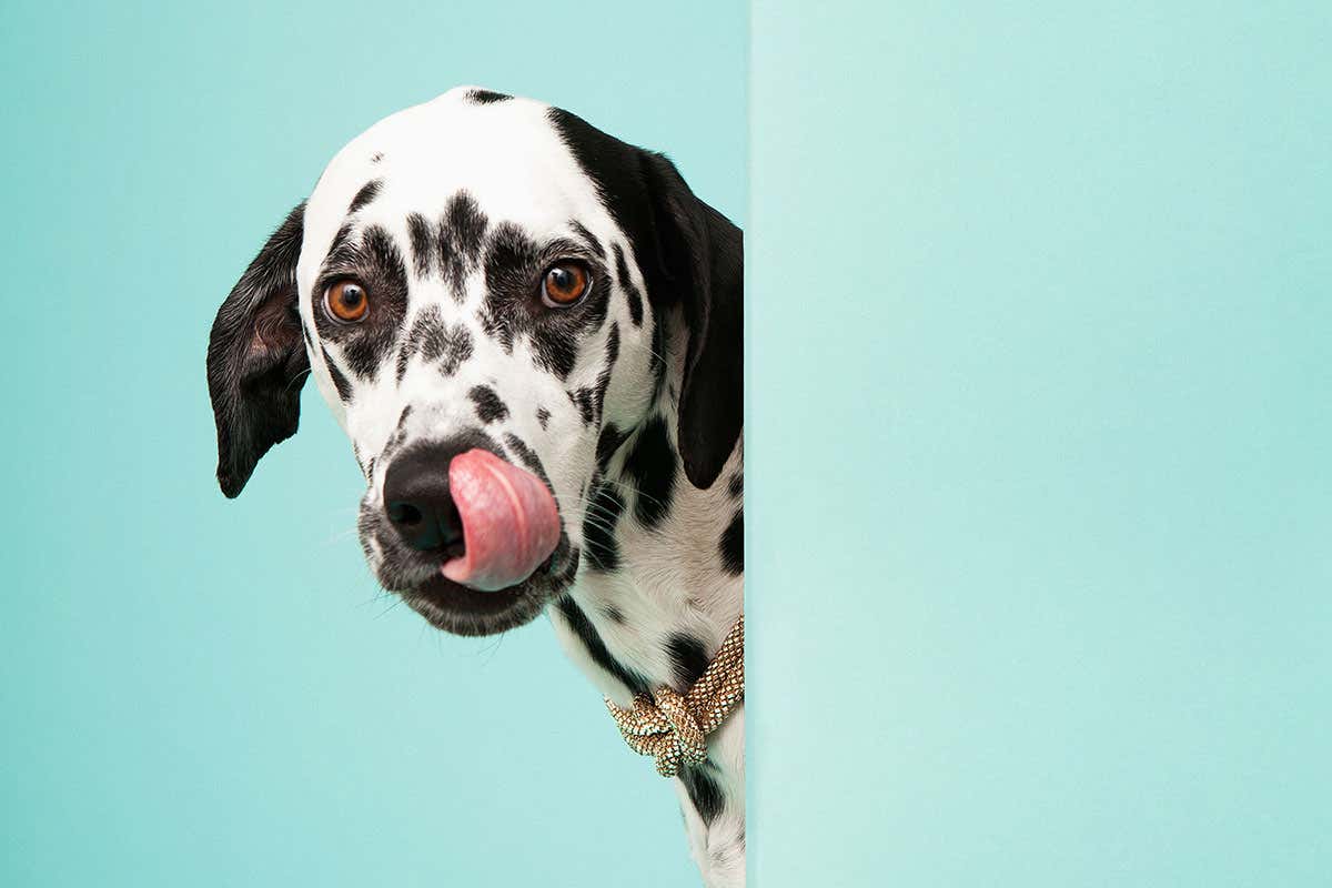 Dog licking its lips