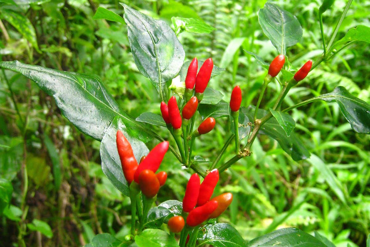 These searing hot chilli peppers are in danger thanks to snakes