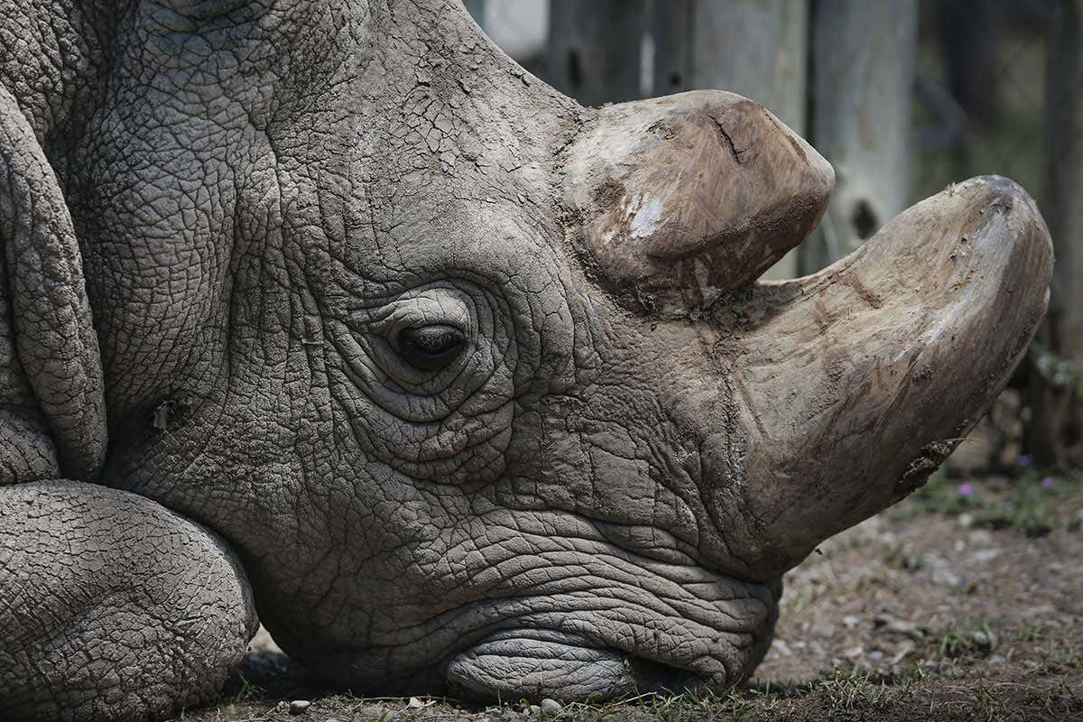 Sudan was the last male northern white rhino