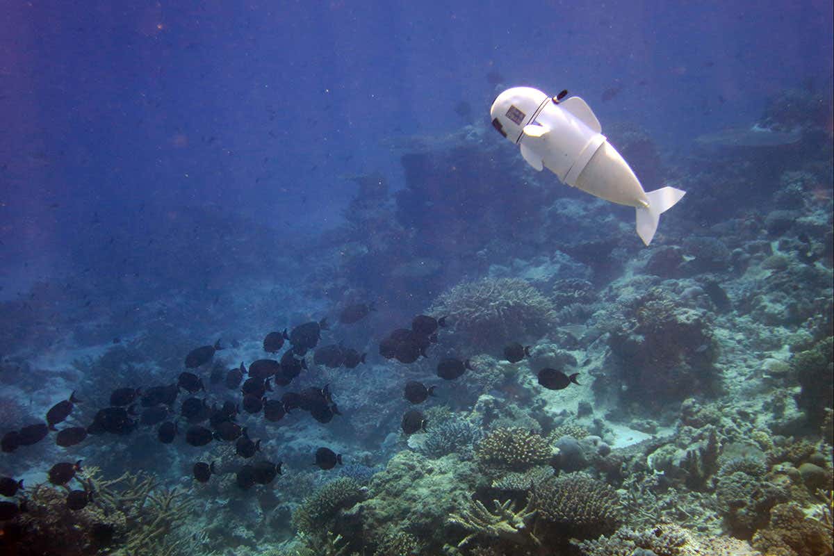 A white robotic fish swimming among coral