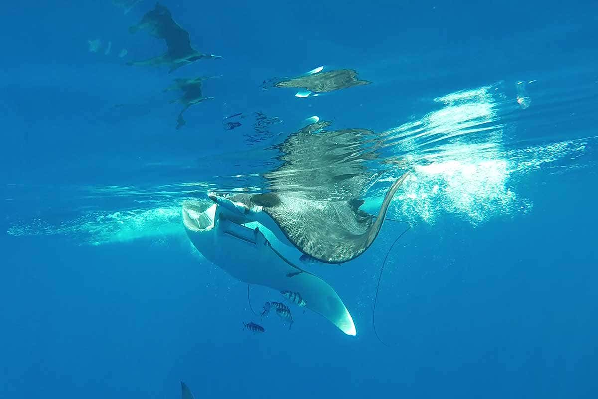 A very pregnant female ray had to fend off four courting males