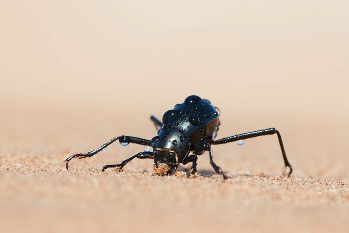 head-stander beetle