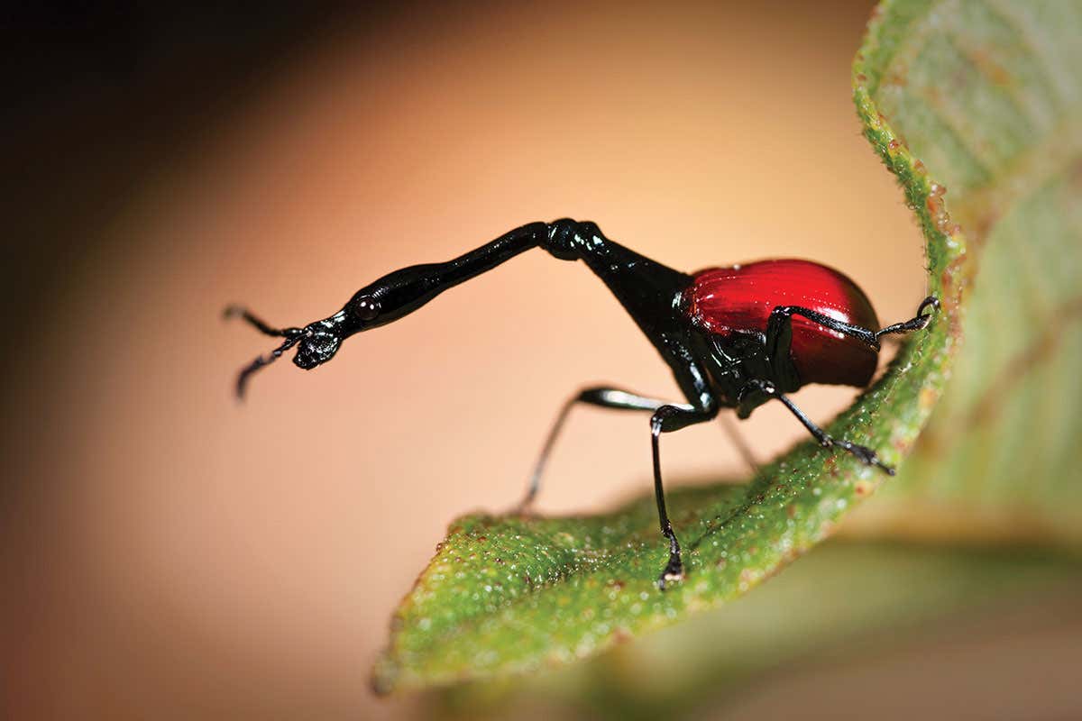 giraffe weevil