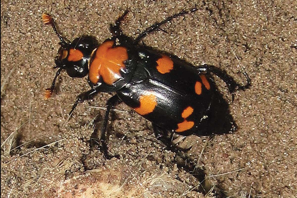 American burying beetle