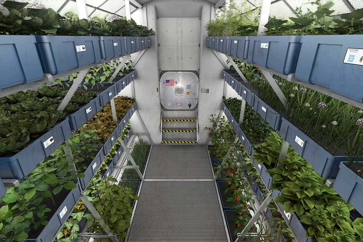 Astronaut pee could keep plants alive in space for decades