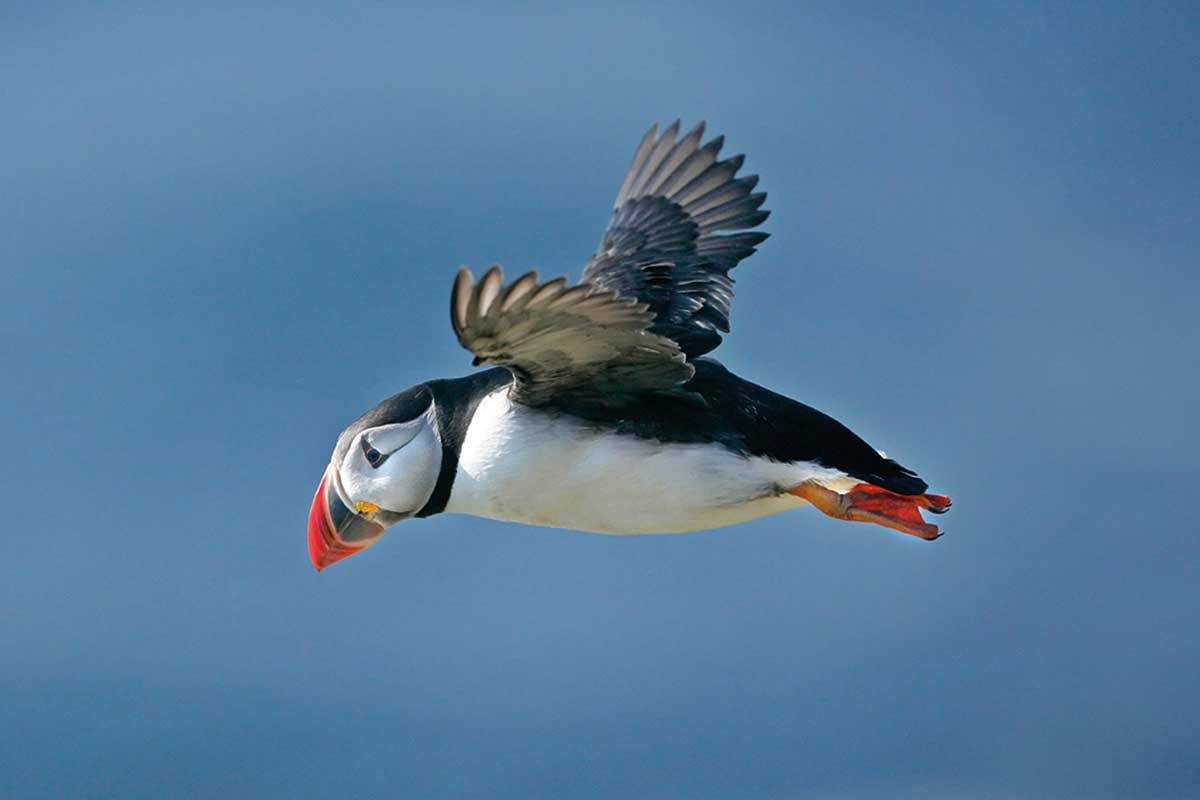 puffin