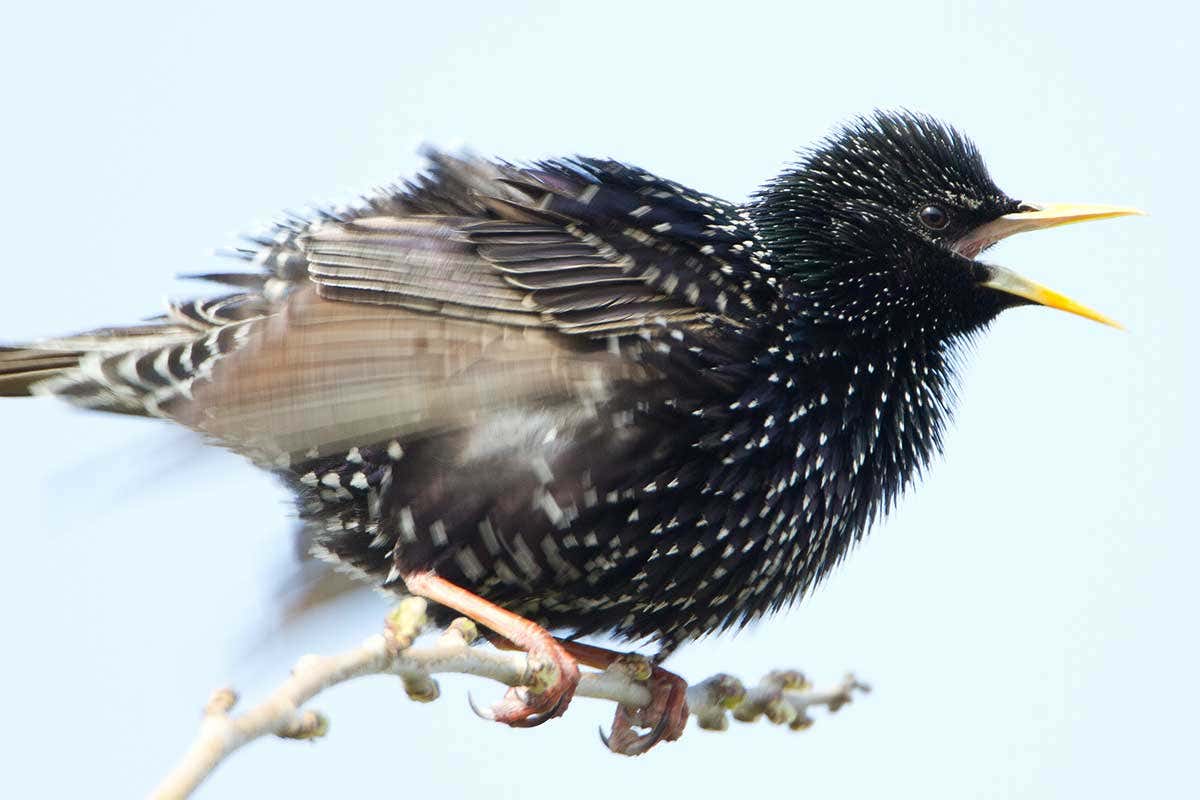 How birds focus even with eyes on opposite sides of their heads