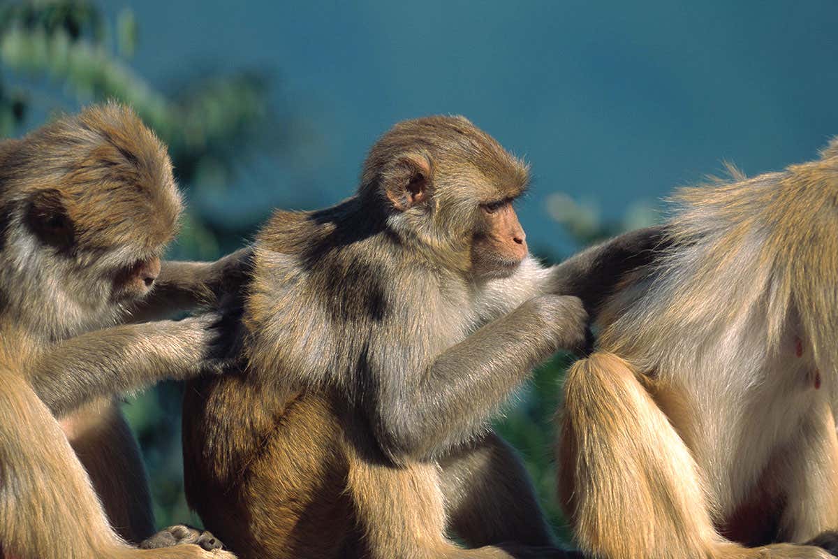 Monkeys grooming