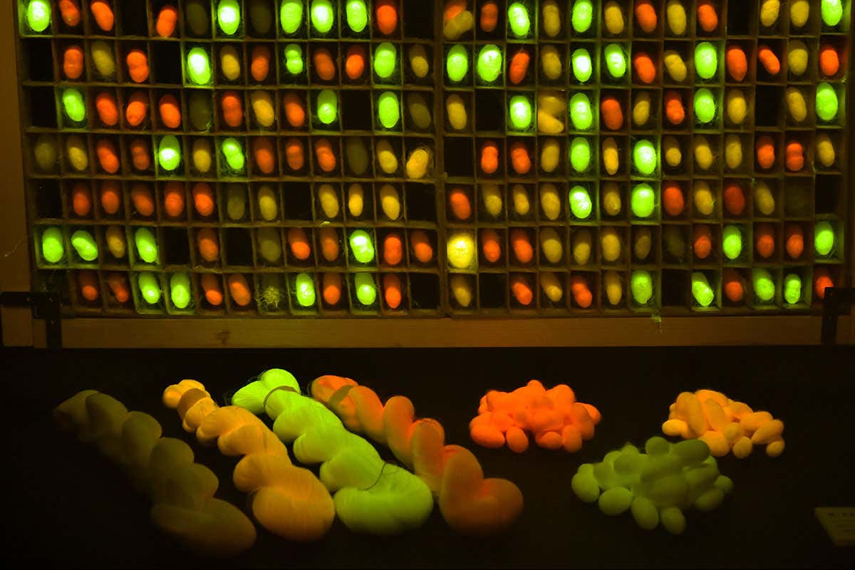 GM worms make a super-silk completely unknown in nature