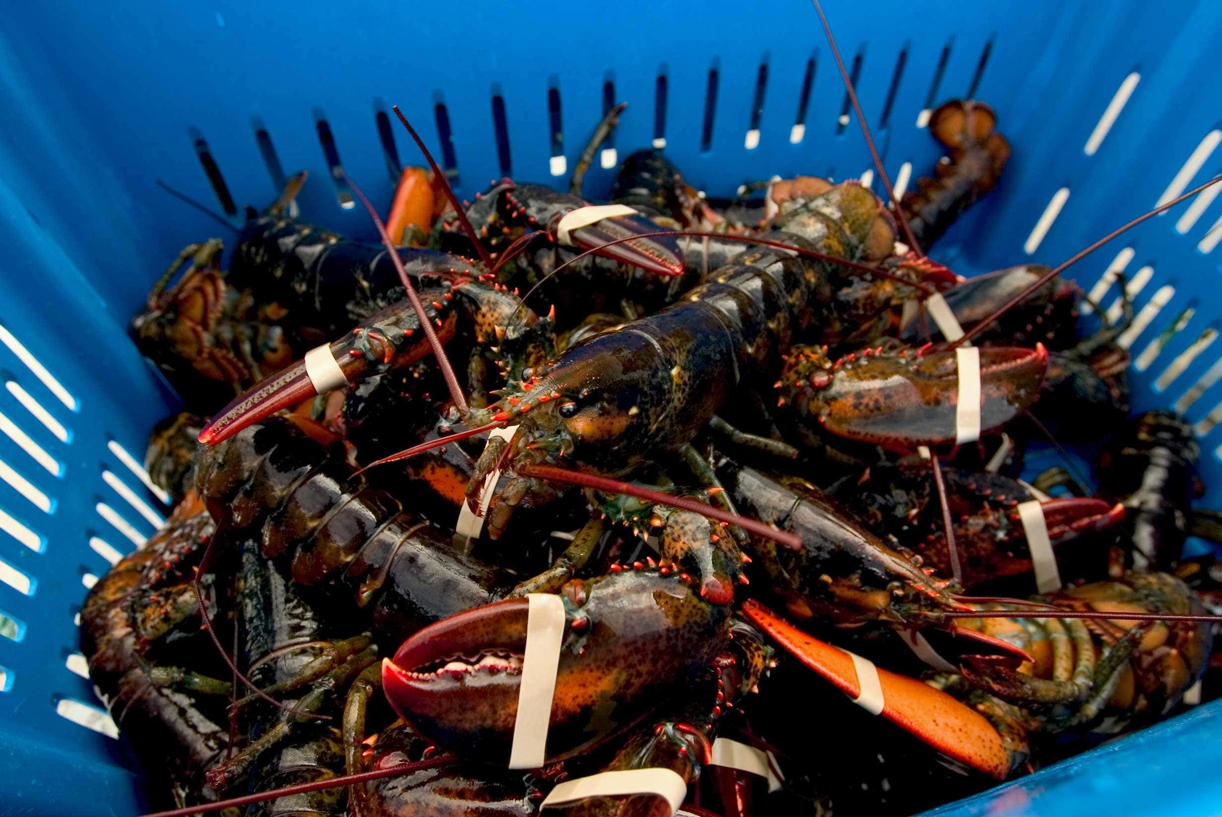 Shrimp and lobster are as bad for the climate as eating beef