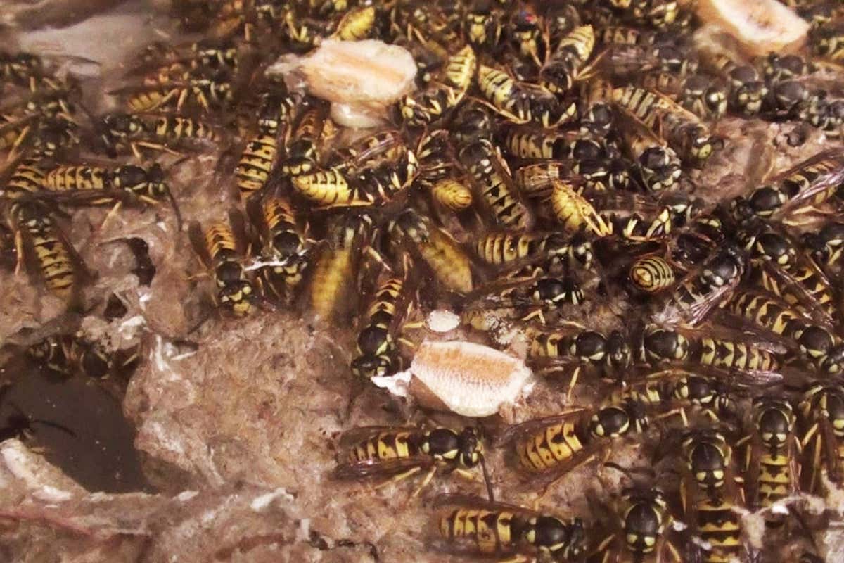 Wasps drum with their stomachs to tell each other about food