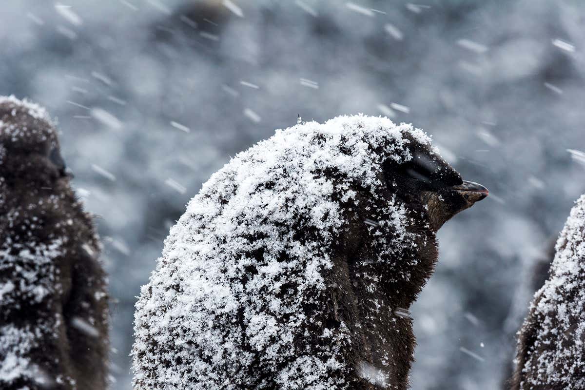 Antarctica still losing ice despite big rise in snowfall