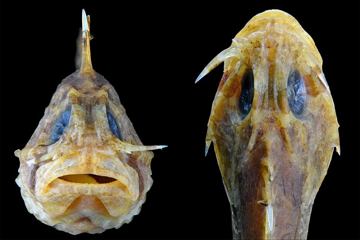 A soldierfish with its lachrymal sabre ready for combat