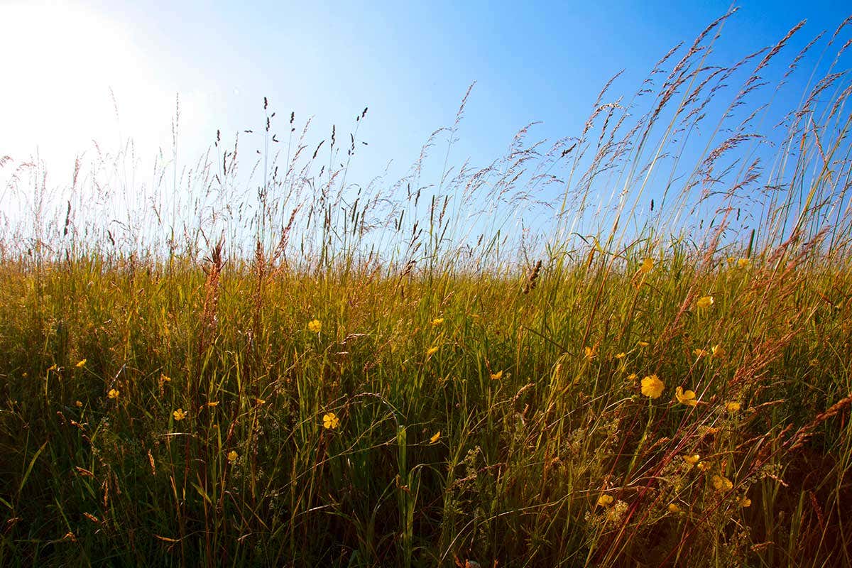 New Scientist. Science news and long reads from expert journalists, covering developments in science, technology, health and the environment on the website and the magazine.