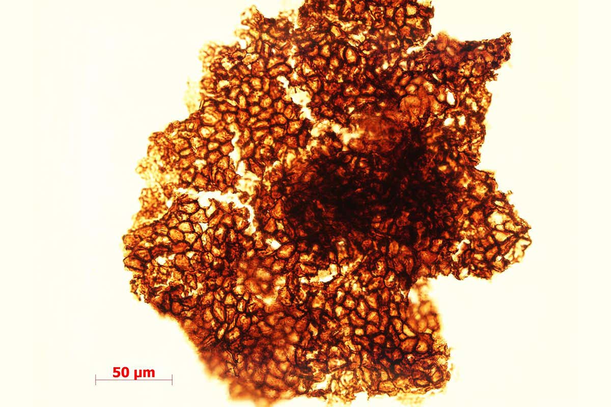 New Scientist. Science news and long reads from expert journalists, covering developments in science, technology, health and the environment on the website and the magazine.