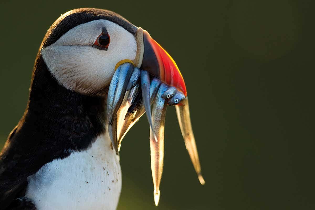 Almost 1500 bird species face extinction and we're to blame