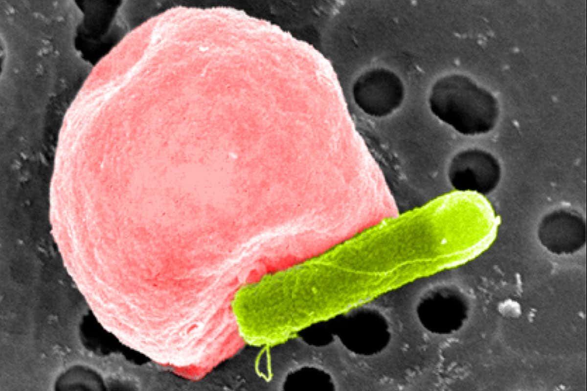 A red blood cell stuck to an E. coli