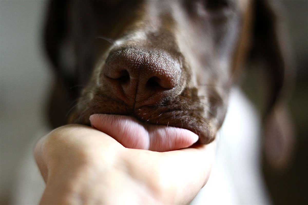 A dog licking a person's hand