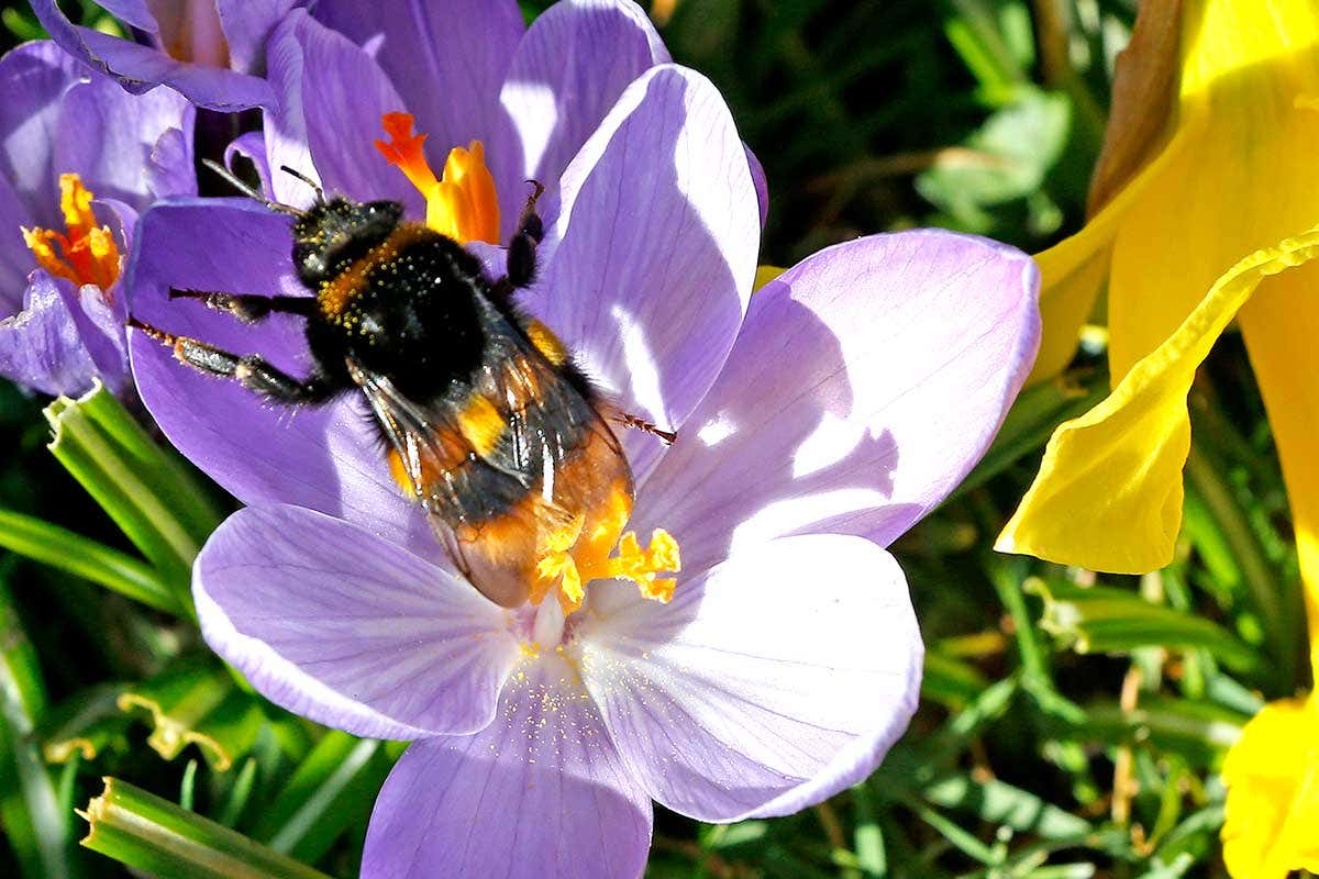 The European Union has decided to ban bee-killing pesticides