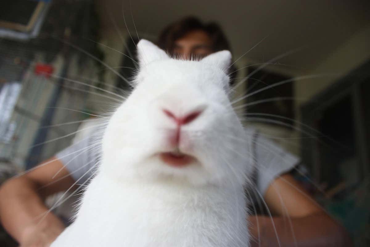 A rabbit photobombs a picture