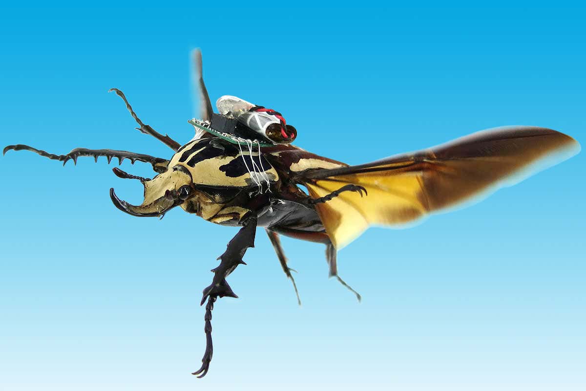 Flying beetle cyborgs guided with tiny battery-powered backpacks