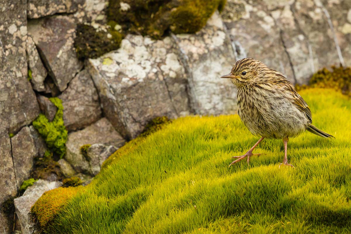 The birds of South Georgia are finally safe from marauding rats