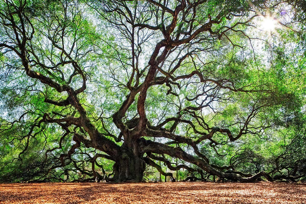 Angel Oak tree