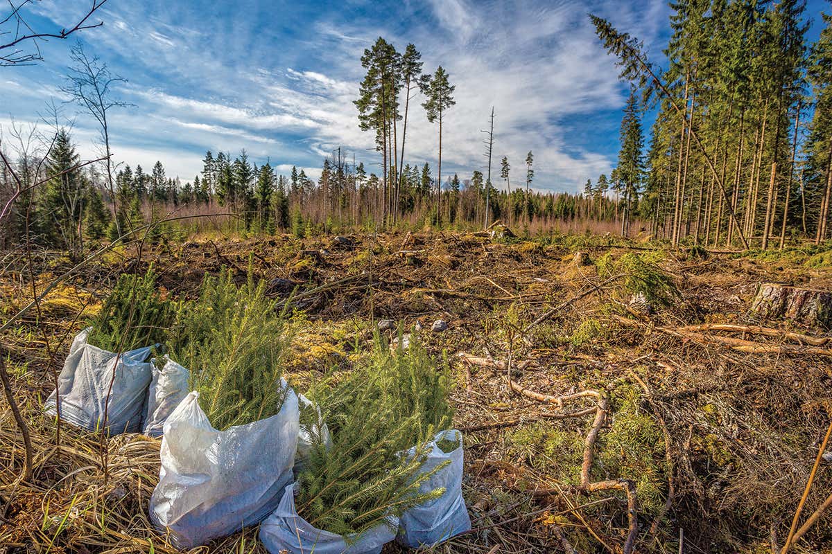 Rich nations restore their own forests but trash those elsewhere