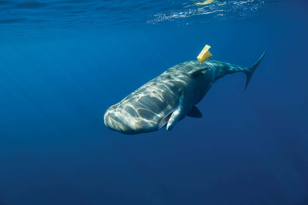 Whale swimming past plastic