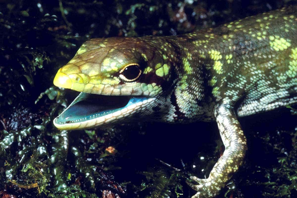 Lizards keep evolving toxic green blood and we don't know why