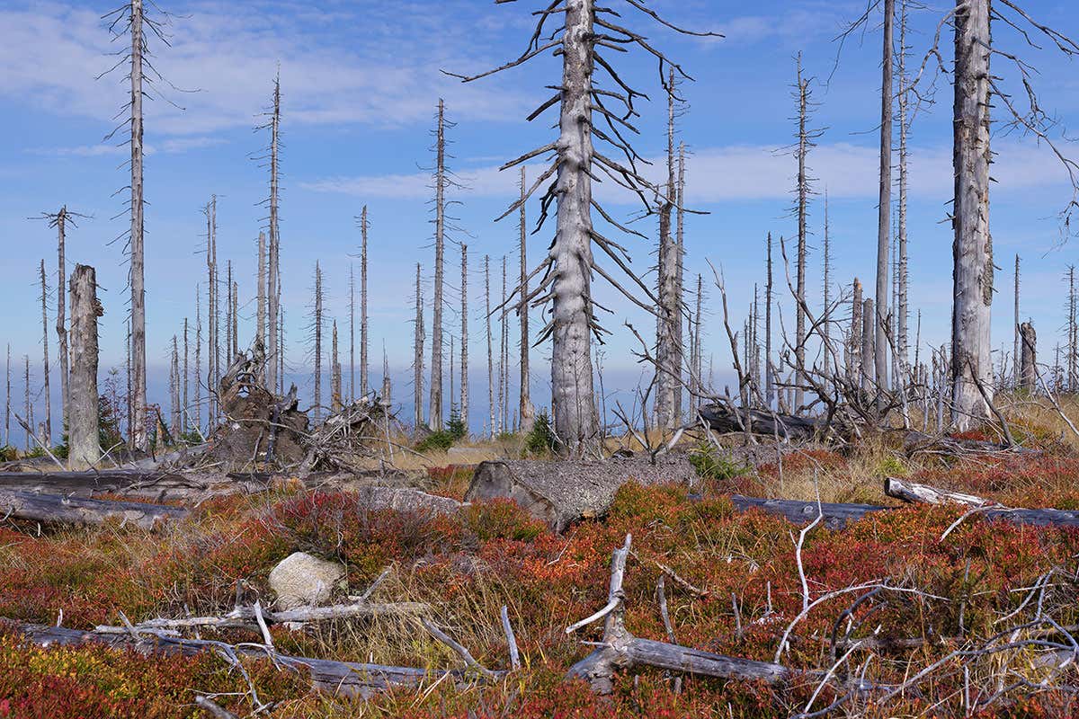 Drones plus AI help to spot sick trees and plants in time