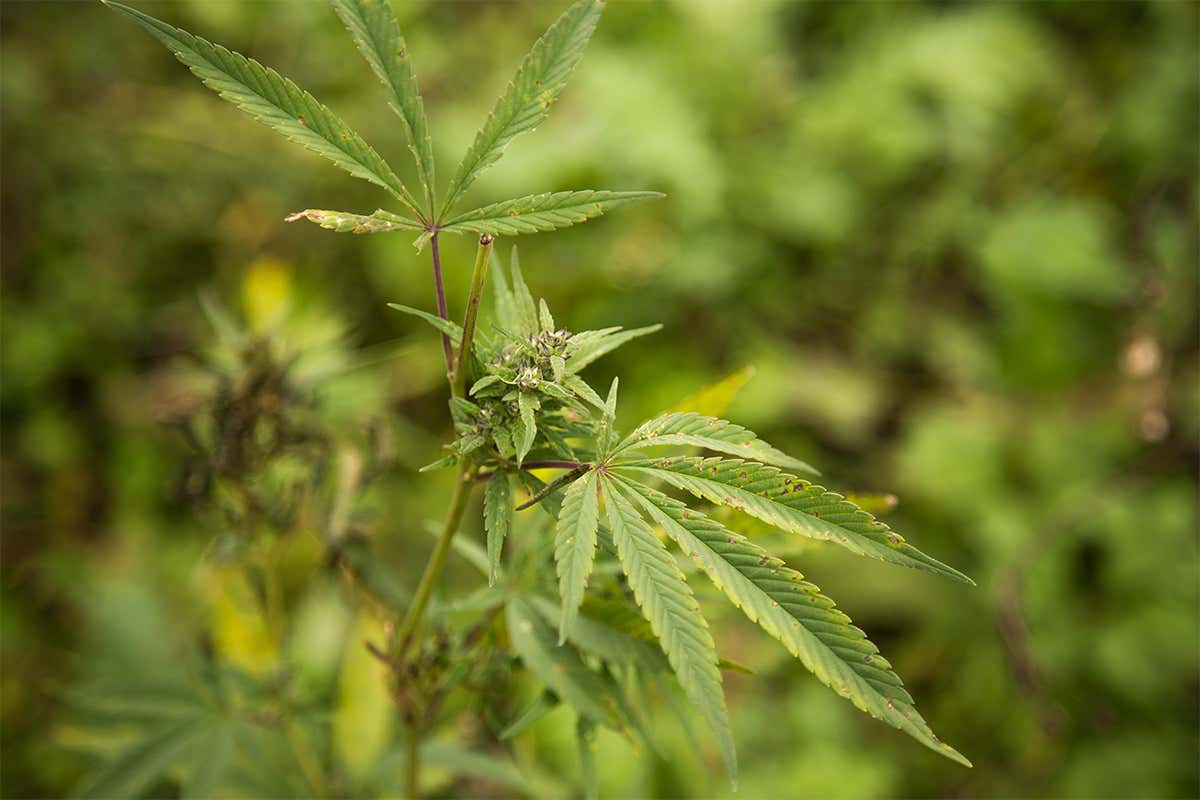 New Scientist. Science news and long reads from expert journalists, covering developments in science, technology, health and the environment on the website and the magazine.