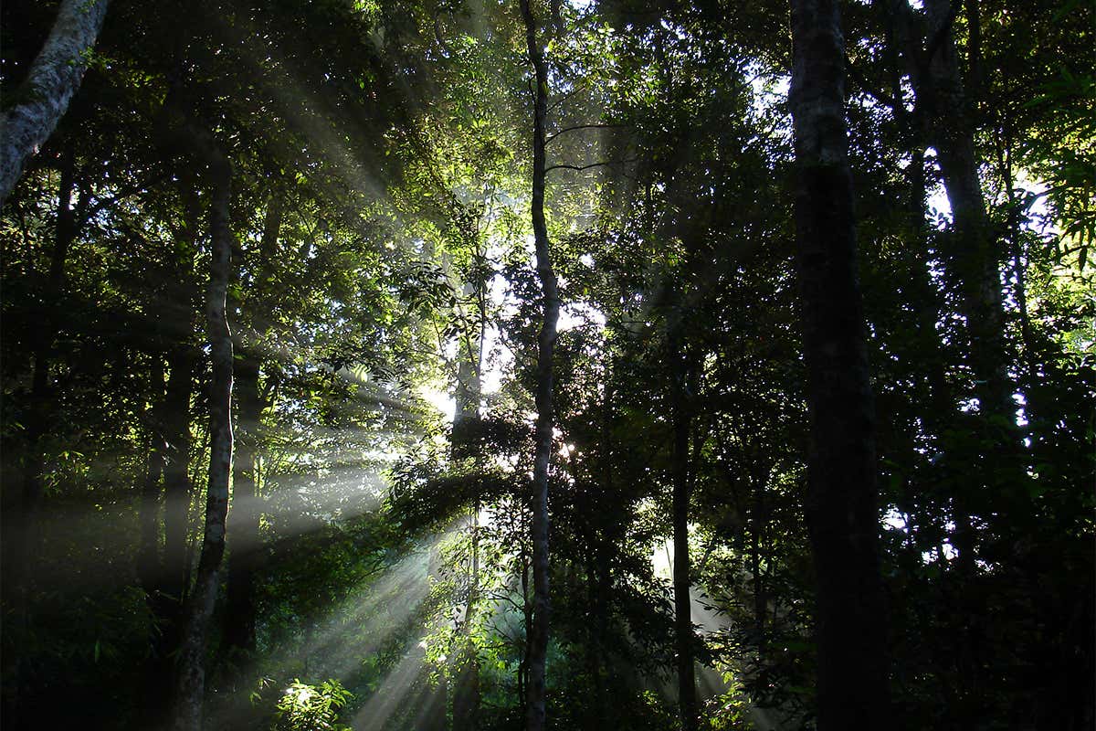 Keo Seima Wildlife Sanctuary in Cambodia is a beacon of hope for biodiversity
