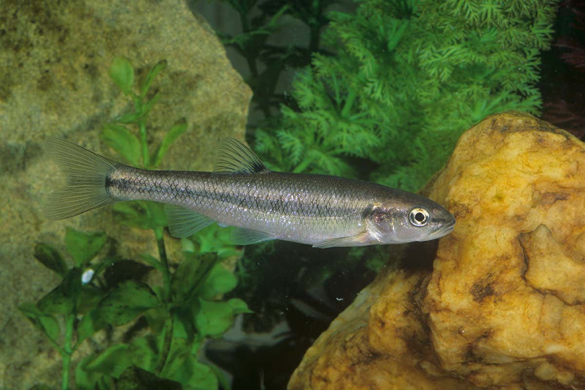 New Scientist. Science news and long reads from expert journalists, covering developments in science, technology, health and the environment on the website and the magazine.