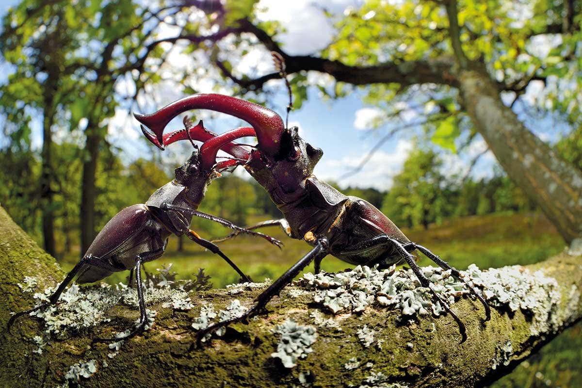 stag beetles