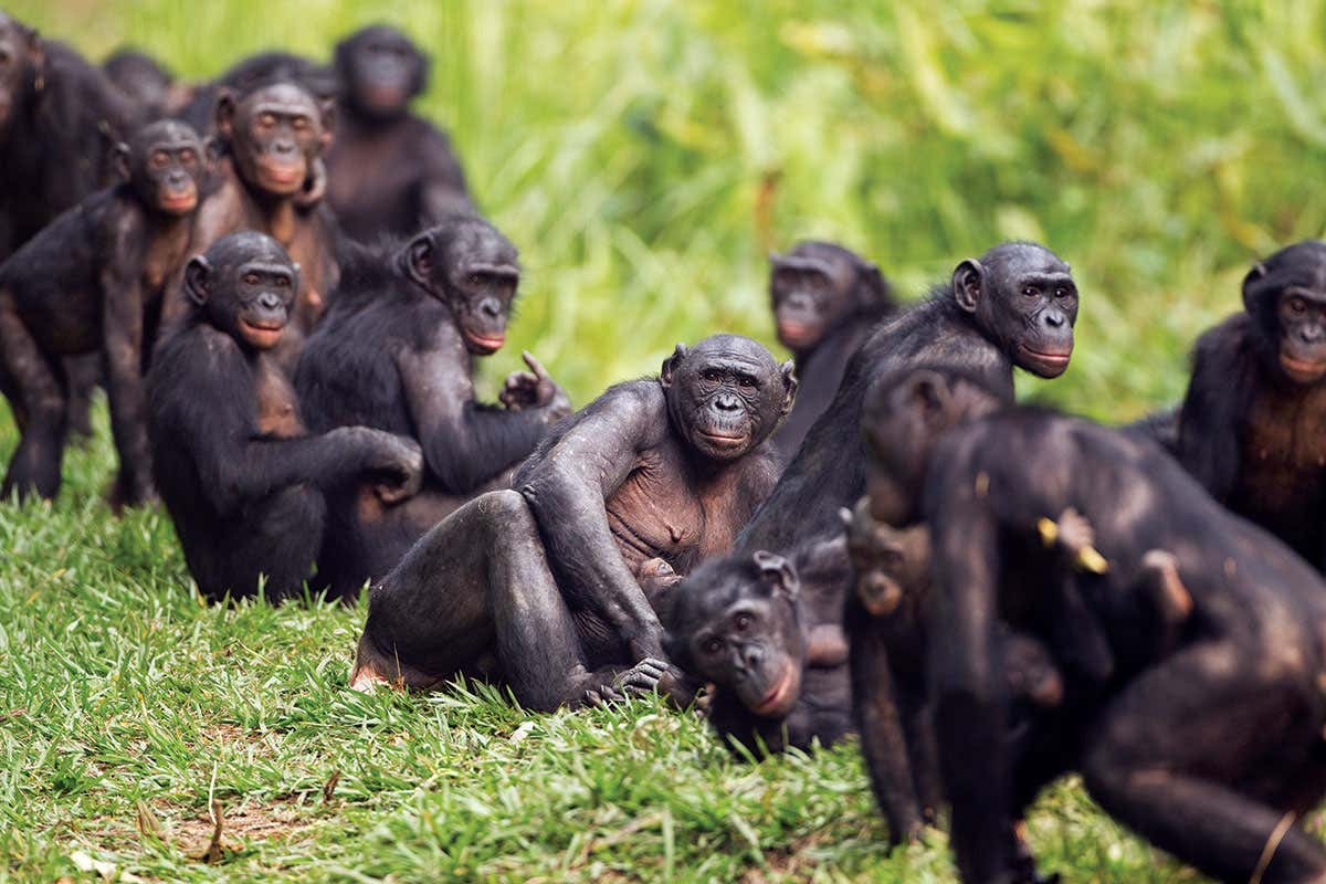 A troop of Bonobos
