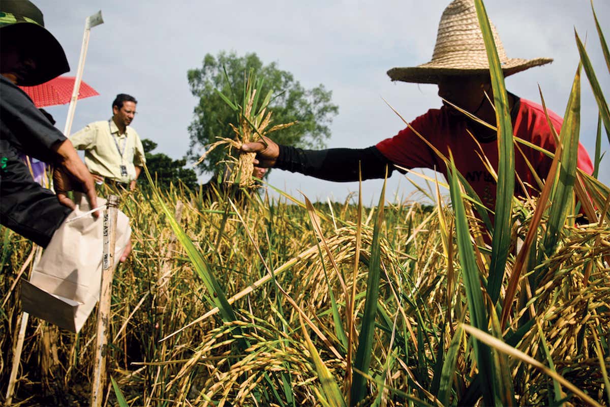 Rice Farmer