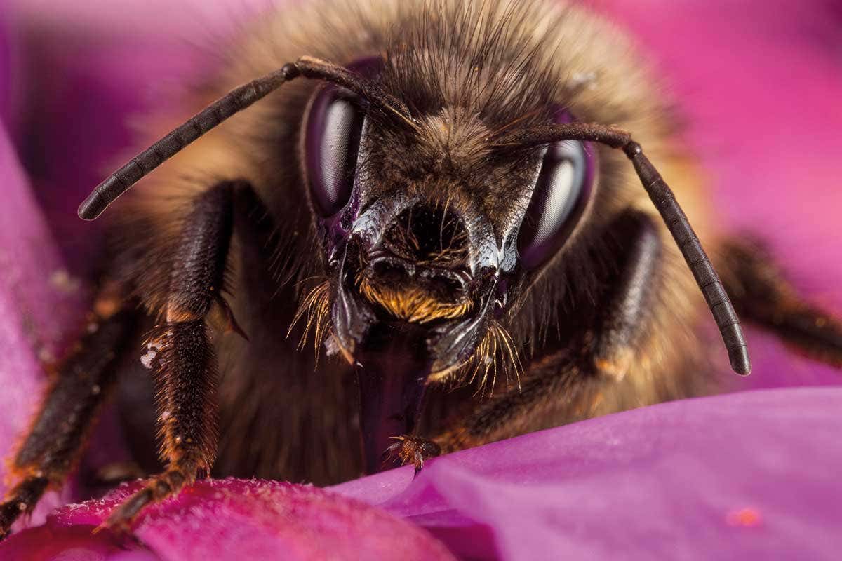 bee