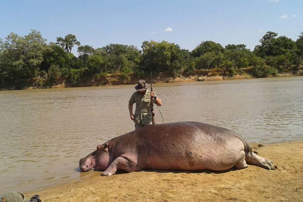 Zambia to kill 2000 hippos because they might spread anthrax