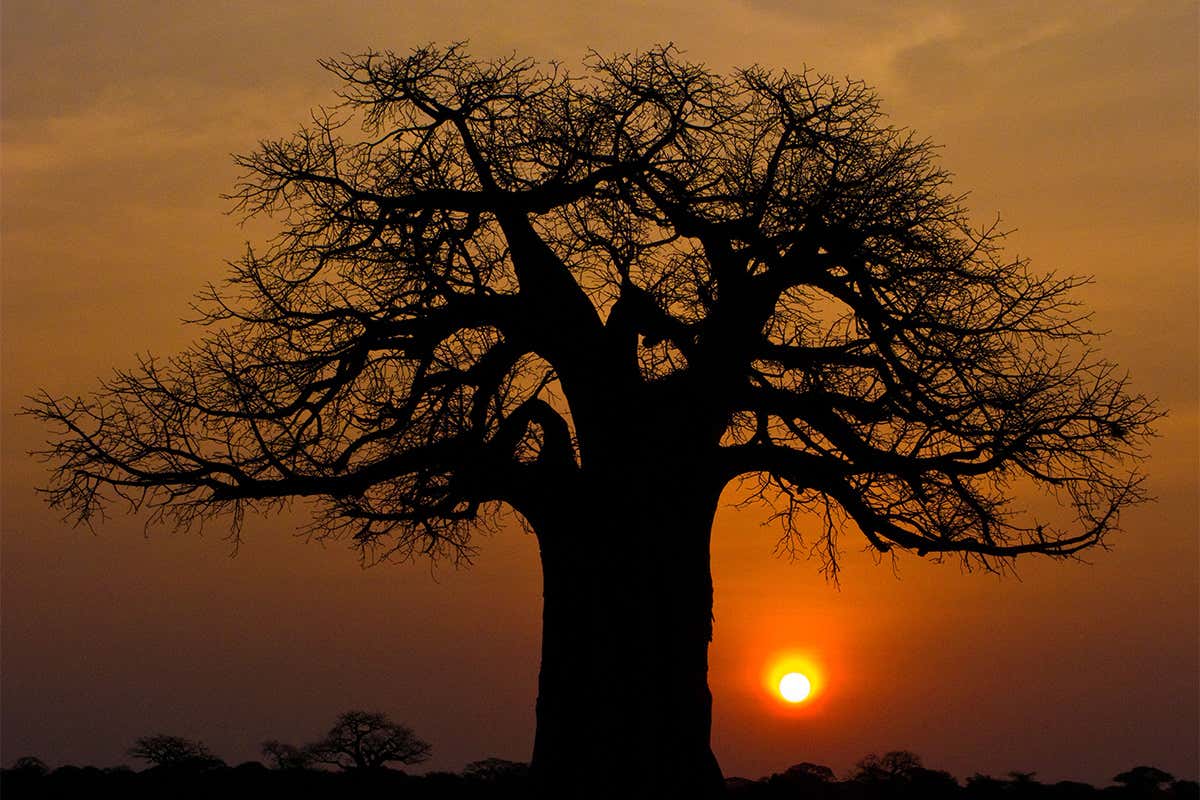 Africa's 2000-year-old trees of life are suddenly dying off
