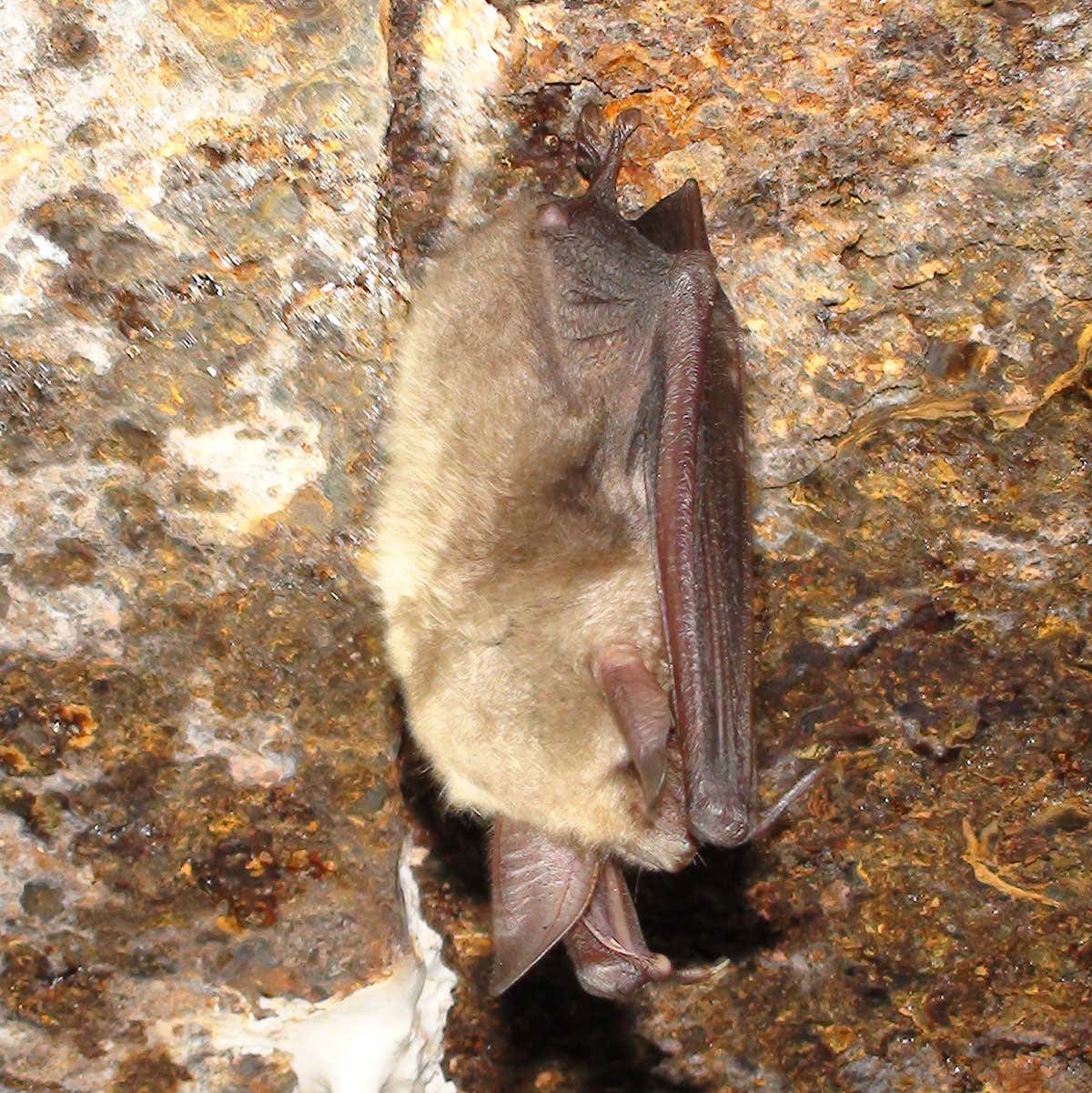 New Scientist. Science news and long reads from expert journalists, covering developments in science, technology, health and the environment on the website and the magazine.