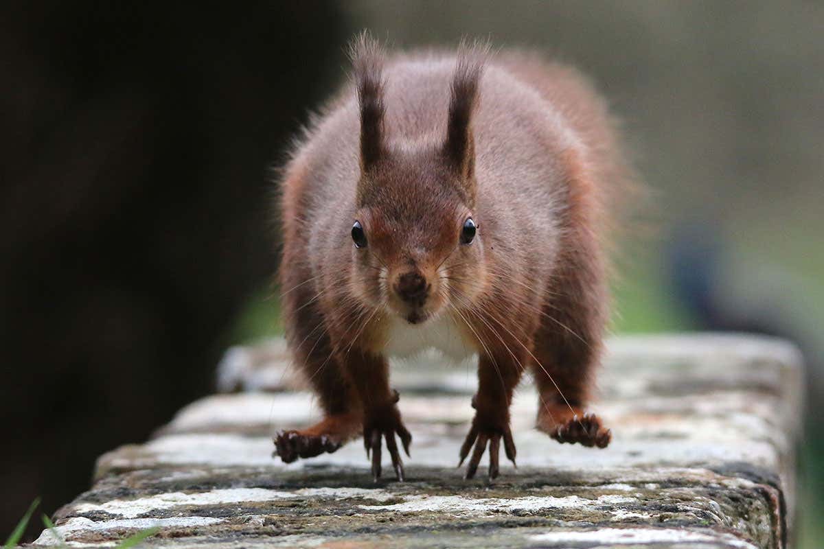 Red squirrels face competition from imported grey squirrels