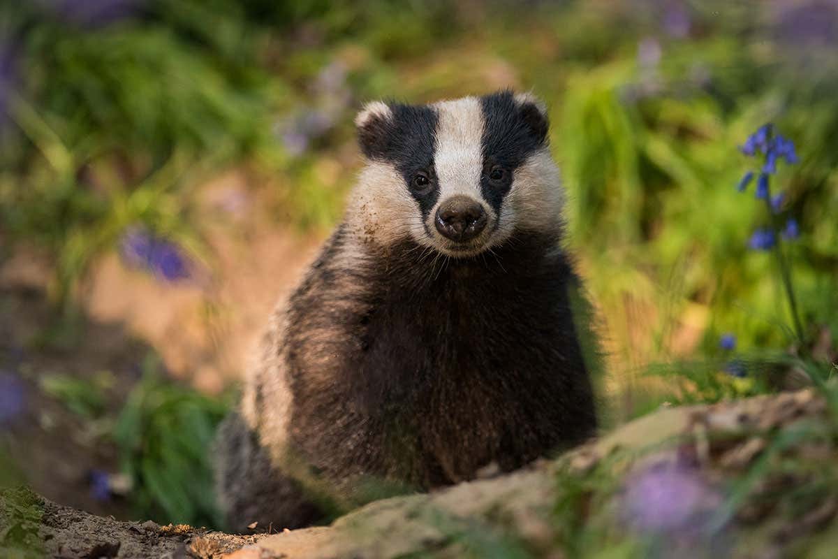 Rise of the badgers