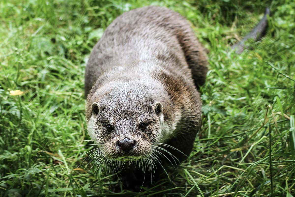 Britain's otter population is growing