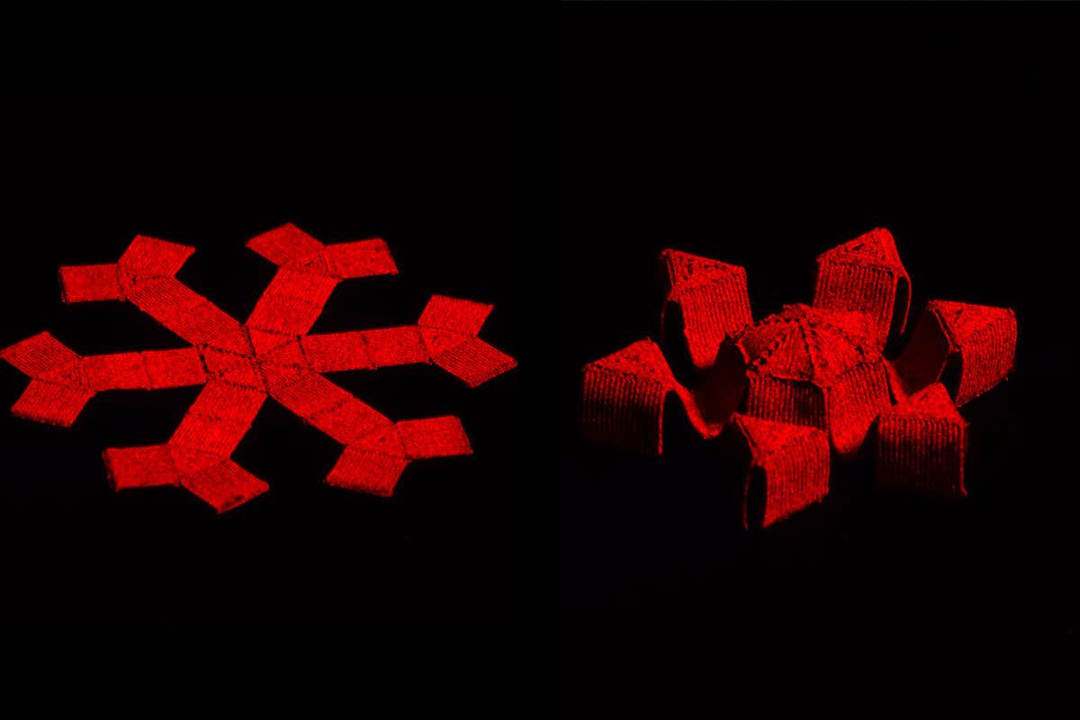 Morphing magnetic shapes