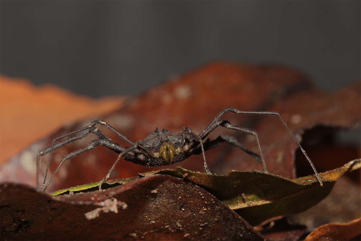 When a daddy longlegs is attacked by a flatworm things get messy