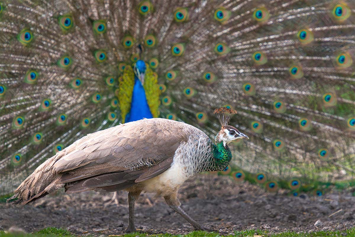 Male peacocks can make females' heads vibrate at a distance