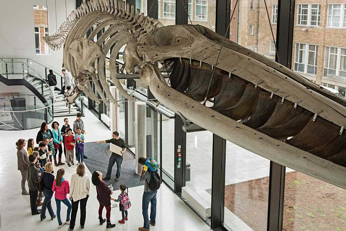 Cambridge’s Museum of Zoology: Bobby the whale and Attenborough